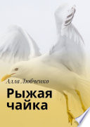 Рыжая чайка