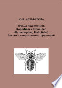 Пчелы подсемейств Rophitinae и Nomiinae (Hymenoptera, Halictidae) России и сопредельных территорий