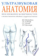 Ультразвуковая анатомия вен нижних конечностей