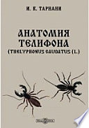 Анатомия телифона. (Thelyphonus caudatus (L.)