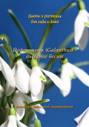 Подснежник (Galanthus) – дыхание весны