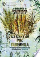 Сохранить и приумножить на практике: кукуруза, рис, пшеница