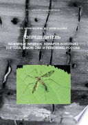 Определитель наземных личинок комаров-болотниц (Diptera, Limoniidae и Pediciidae) России