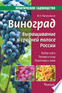 Виноград. Выращивание в средней полосе России
